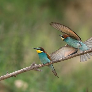 Vlha pestrá (Merops apiaster).21